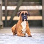 Hunderasse Deutscher Boxer