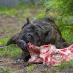 Deutscher Boxer BARFen, mit viel Liebe Gesund füttern.