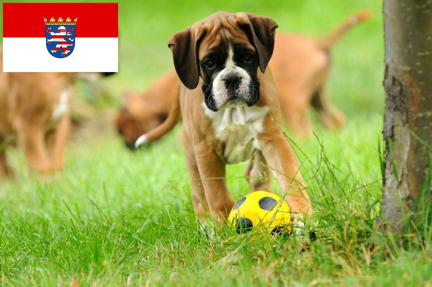 Boxer Züchter und Welpen in Hessen - DeutscherBoxer.de