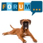 Deutscher Boxer Forum - Fragen und Antworten zum Boxer