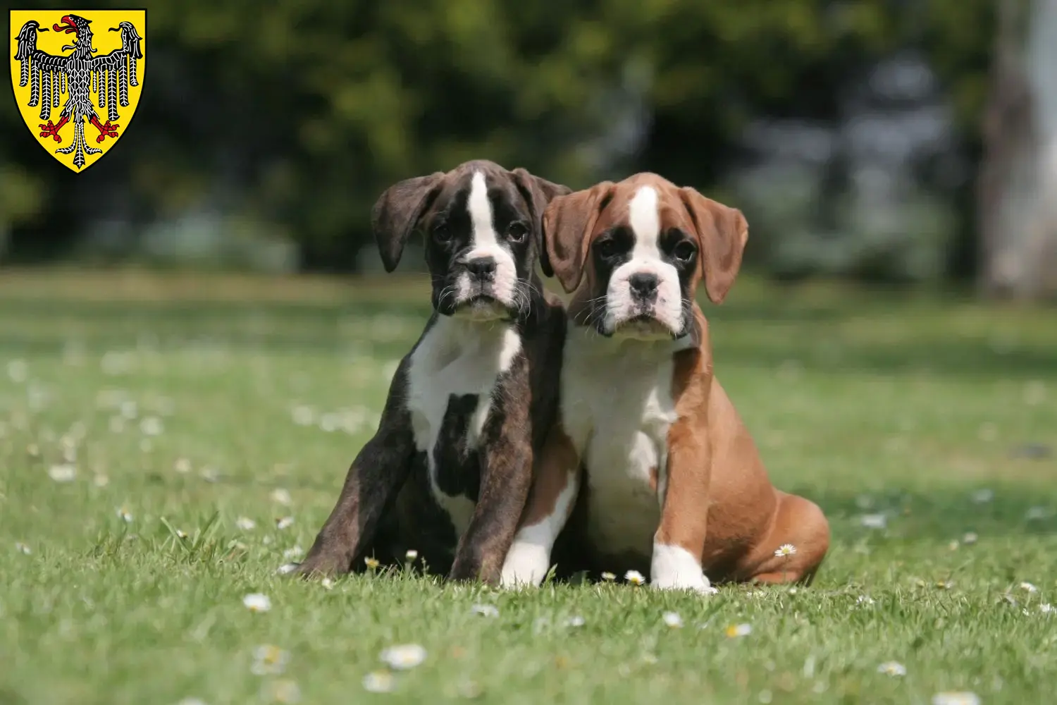 Mehr über den Artikel erfahren Boxer Züchter und Welpen in Aachen