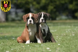 Mehr über den Artikel erfahren Boxer Züchter und Welpen in Aalen