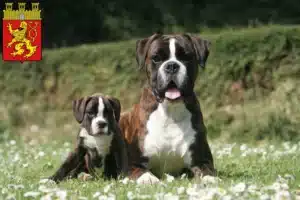 Mehr über den Artikel erfahren Boxer Züchter und Welpen in Altenkirchen (Westerwald)