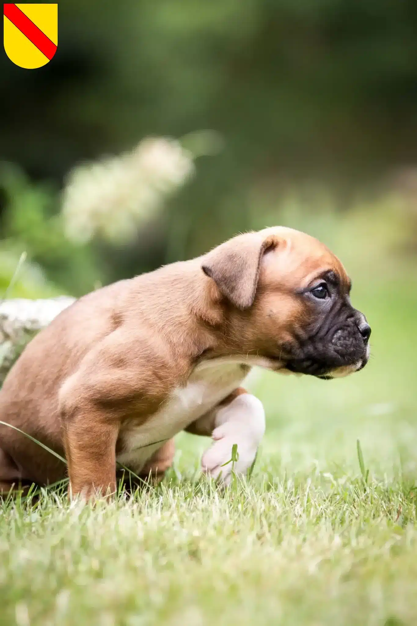 Mehr über den Artikel erfahren Boxer Züchter und Welpen in Baden