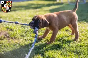 Mehr über den Artikel erfahren Boxer Züchter und Welpen in Bayreuth