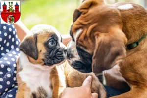 Mehr über den Artikel erfahren Boxer Züchter und Welpen in Bernburg (Saale)