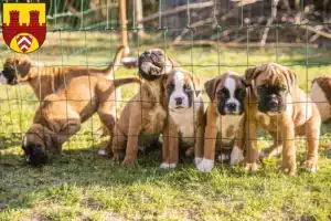 Mehr über den Artikel erfahren Boxer Züchter und Welpen in Bielefeld