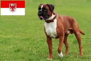 Mehr über den Artikel erfahren Boxer Züchter und Welpen in Brandenburg