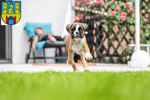 Mehr über den Artikel erfahren Boxer Züchter und Welpen in Burg (bei Magdeburg)