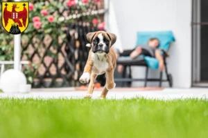 Mehr über den Artikel erfahren Boxer Züchter und Welpen im Burgenland