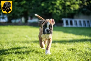 Mehr über den Artikel erfahren Boxer Züchter und Welpen in Coburg