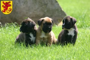 Mehr über den Artikel erfahren Boxer Züchter und Welpen in Diepholz