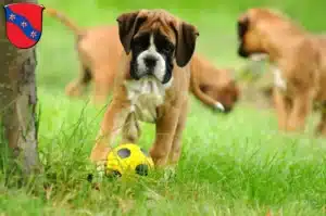 Mehr über den Artikel erfahren Boxer Züchter und Welpen in Erbach (Odenwald)