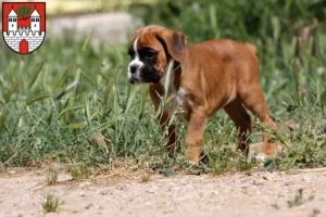 Mehr über den Artikel erfahren Boxer Züchter und Welpen in Eschwege