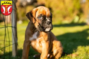 Mehr über den Artikel erfahren Boxer Züchter und Welpen in Freudenstadt