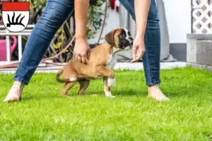 Mehr über den Artikel erfahren Boxer Züchter und Welpen in Göppingen