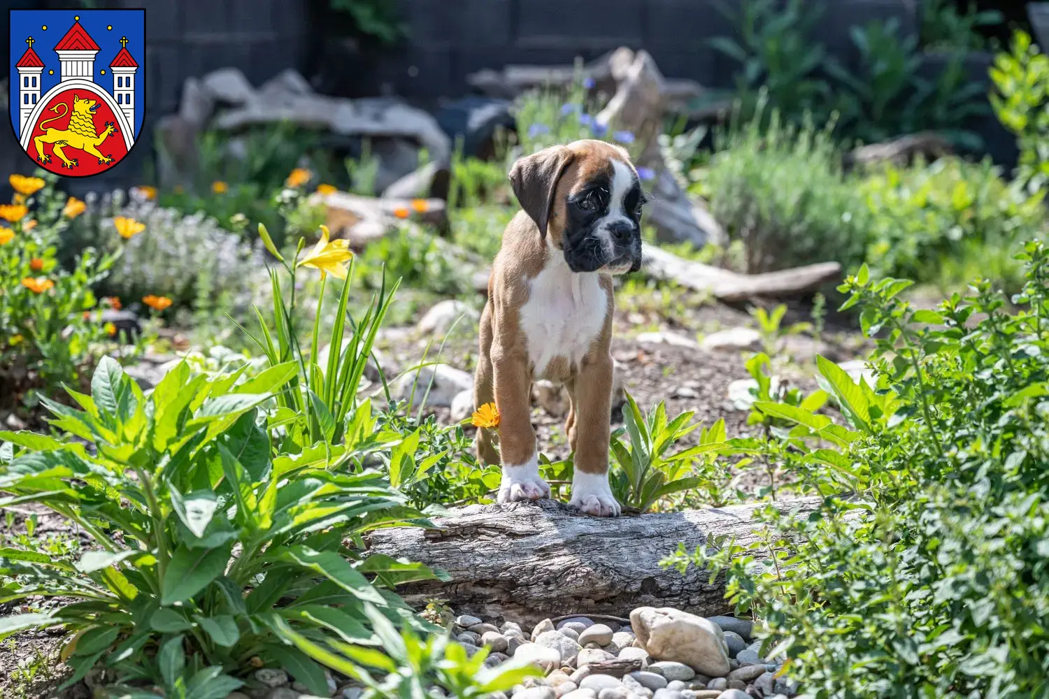 Mehr über den Artikel erfahren Boxer Züchter und Welpen in Göttingen