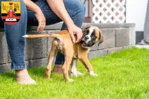 Mehr über den Artikel erfahren Boxer Züchter und Welpen in Gotha