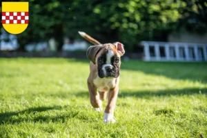 Mehr über den Artikel erfahren Boxer Züchter und Welpen in Hamm