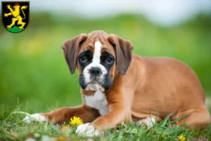 Mehr über den Artikel erfahren Boxer Züchter und Welpen in Heidelberg