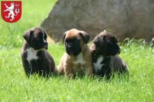 Mehr über den Artikel erfahren Boxer Züchter und Welpen in Heinsberg