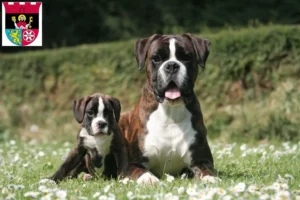 Mehr über den Artikel erfahren Boxer Züchter und Welpen in Hofheim am Taunus