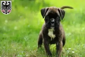 Mehr über den Artikel erfahren Boxer Züchter und Welpen in Ingelheim am Rhein