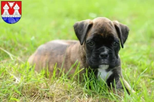 Mehr über den Artikel erfahren Boxer Züchter und Welpen in Itzehoe