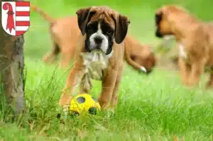 Mehr über den Artikel erfahren Boxer Züchter und Welpen in Jura