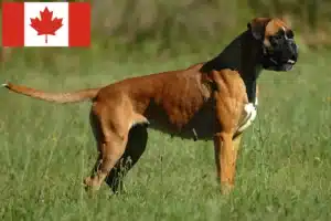 Mehr über den Artikel erfahren Boxer Züchter und Welpen in Kanada