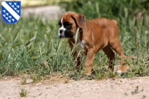 Mehr über den Artikel erfahren Boxer Züchter und Welpen in Kassel