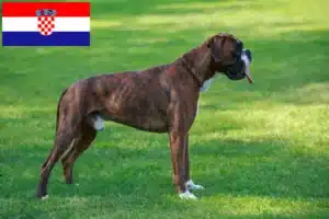 Mehr über den Artikel erfahren Boxer Züchter und Welpen in Kroatien