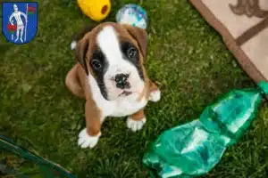 Mehr über den Artikel erfahren Boxer Züchter und Welpen in Lauterbach (Hessen)