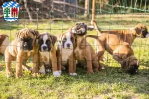 Mehr über den Artikel erfahren Boxer Züchter und Welpen in Lindau