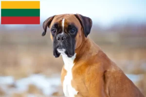 Mehr über den Artikel erfahren Boxer Züchter und Welpen in Litauen