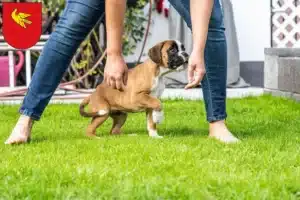 Mehr über den Artikel erfahren Boxer Züchter und Welpen in Lörrach