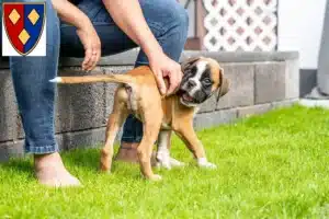 Mehr über den Artikel erfahren Boxer Züchter und Welpen in Lüchow (Wendland)