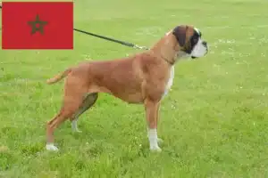 Mehr über den Artikel erfahren Boxer Züchter und Welpen in Marokko