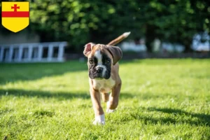 Mehr über den Artikel erfahren Boxer Züchter und Welpen in Meppen