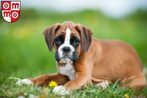 Mehr über den Artikel erfahren Boxer Züchter und Welpen in Miltenberg