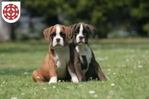 Mehr über den Artikel erfahren Boxer Züchter und Welpen in Mühldorf am Inn