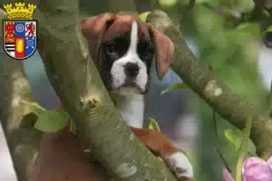 Mehr über den Artikel erfahren Boxer Züchter und Welpen in Mülheim an der Ruhr