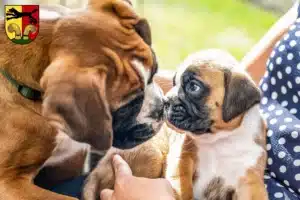 Mehr über den Artikel erfahren Boxer Züchter und Welpen in Peine