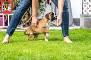 Mehr über den Artikel erfahren Boxer Züchter und Welpen in Plauen