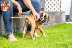 Mehr über den Artikel erfahren Boxer Züchter und Welpen in Prenzlau