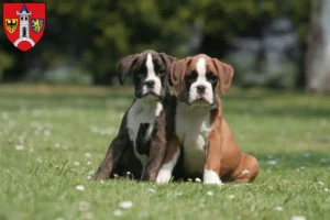 Mehr über den Artikel erfahren Boxer Züchter und Welpen in Schwabach