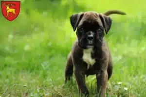 Mehr über den Artikel erfahren Boxer Züchter und Welpen in Sigmaringen