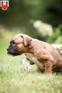 Mehr über den Artikel erfahren Boxer Züchter und Welpen in Suhl