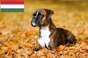Mehr über den Artikel erfahren Boxer Züchter und Welpen in Ungarn