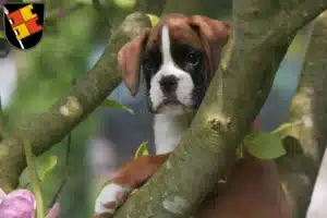 Mehr über den Artikel erfahren Boxer Züchter und Welpen in Würzburg